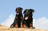 BEAUCERON - ADULTS and PUPPIES 018